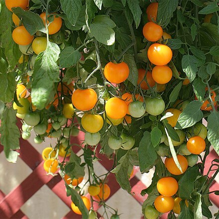 Tomato Tumbling Tom Yellow