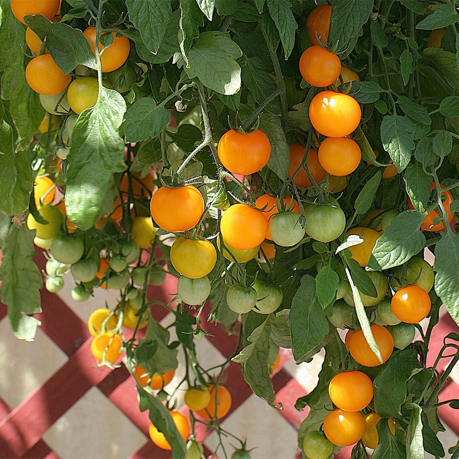 tomato (cherry) 'Tumbling Tom Yellow'