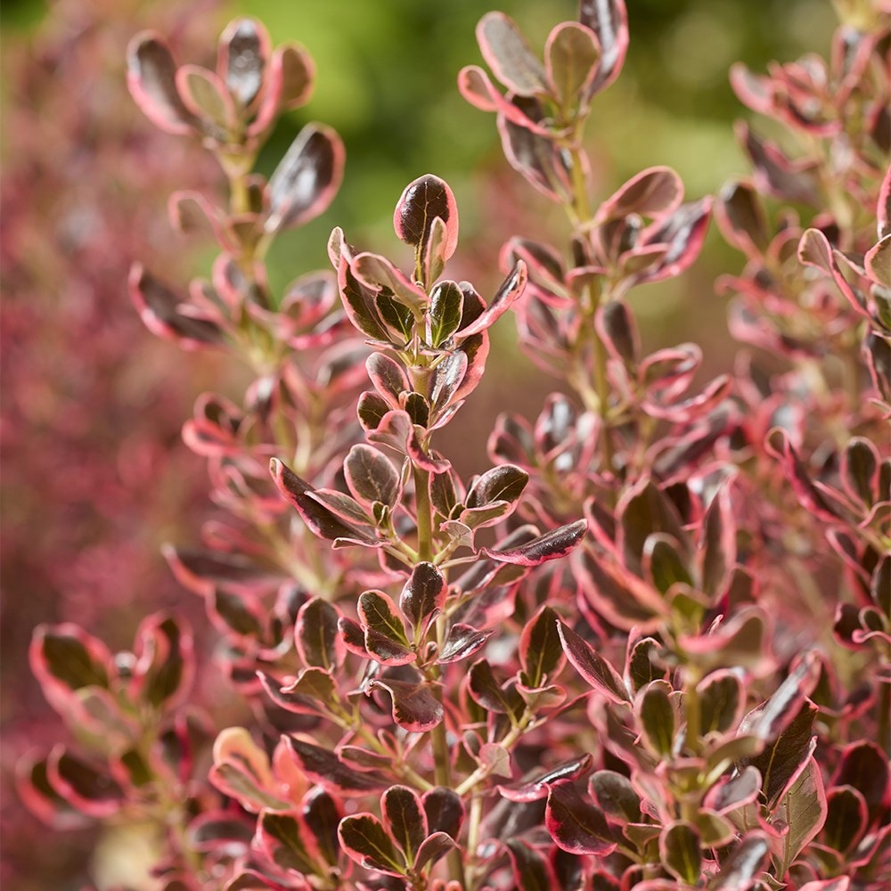 Product options image