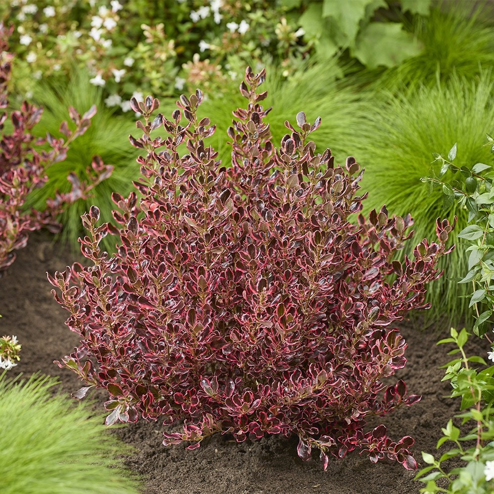 <i>Coprosma repens</i> <b class=small-caps>Eclipse</b> ('Aldawn')