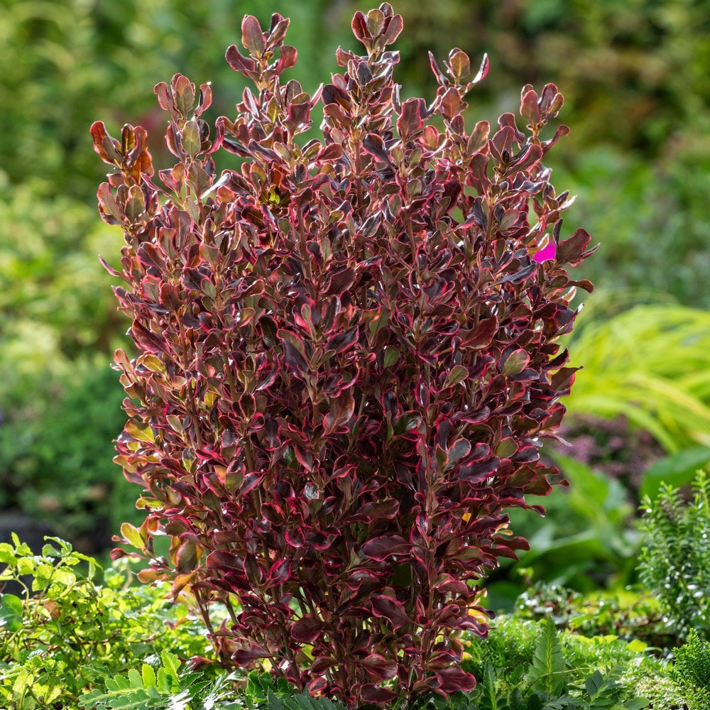 <i>Coprosma repens</i> <b class=small-caps>Eclipse</b> ('Aldawn')