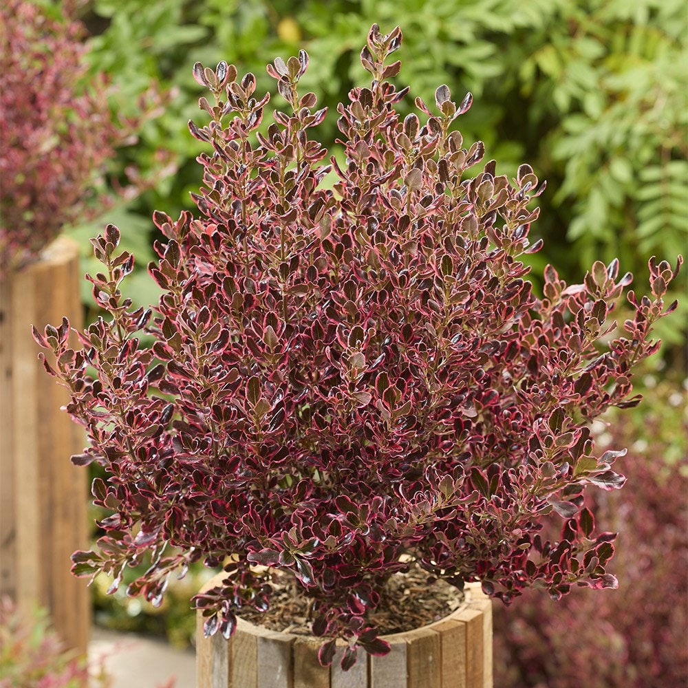 <i>Coprosma repens</i> <b class=small-caps>Eclipse</b> ('Aldawn')