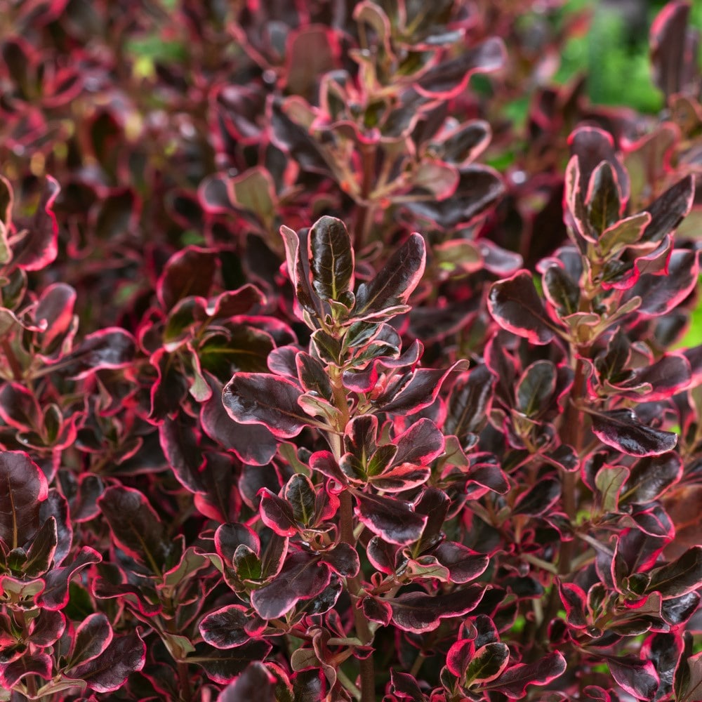 <i>Coprosma repens</i> <b class=small-caps>Eclipse</b> ('Aldawn')