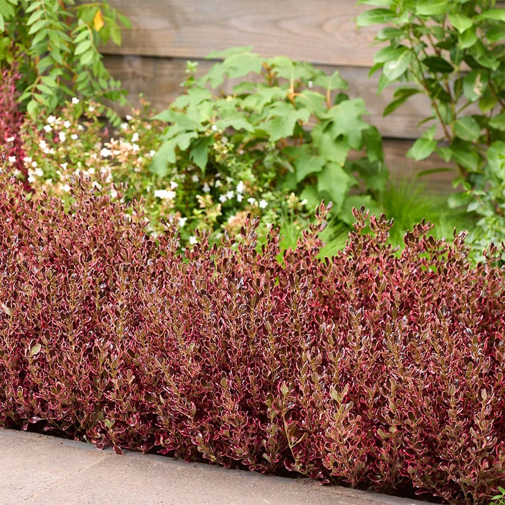 <i>Coprosma repens</i> <b class=small-caps>Eclipse</b> ('Aldawn')