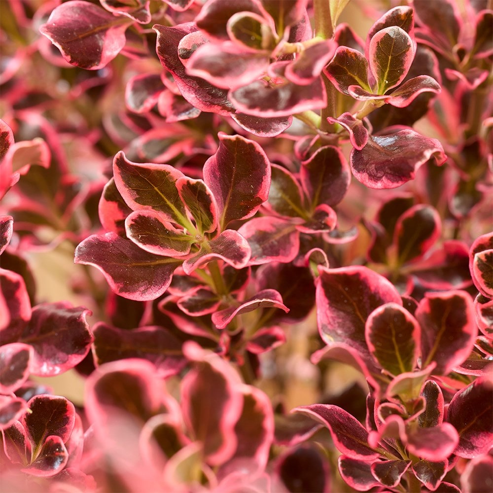 <i>Coprosma repens</i> <b class=small-caps>Eclipse</b> ('Aldawn')