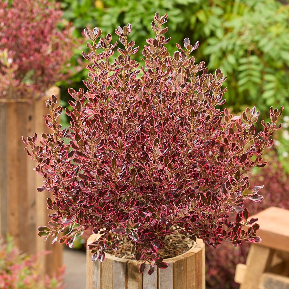 <i>Coprosma repens</i> <b class=small-caps>Eclipse</b> ('Aldawn')