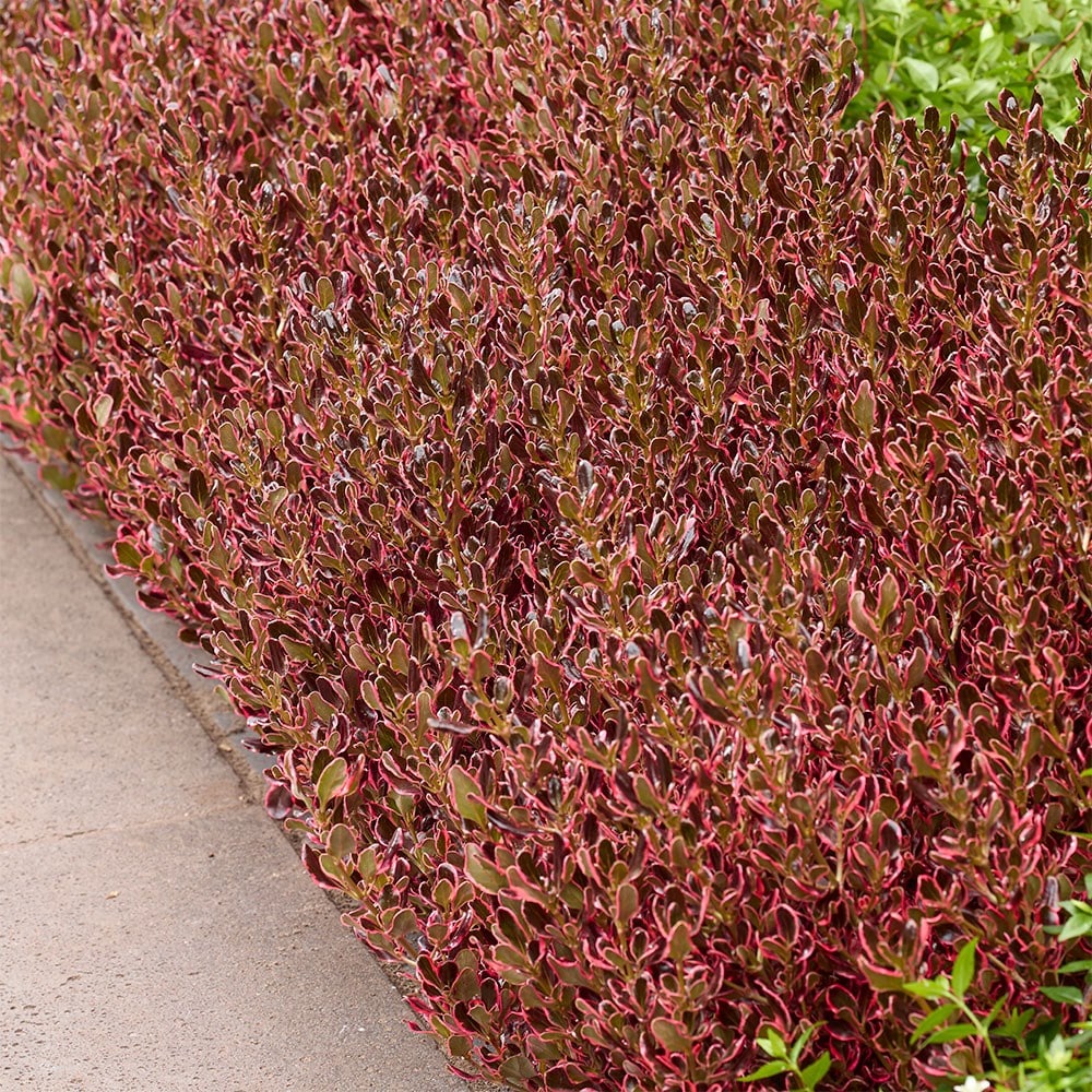 <i>Coprosma repens</i> <b class=small-caps>Eclipse</b> ('Aldawn')