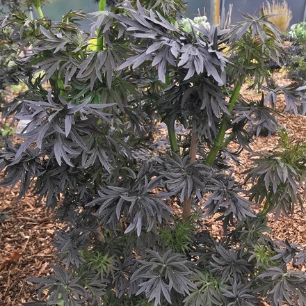 Sambucus nigra f. porphyrophylla Laced Up ('Snr1292')