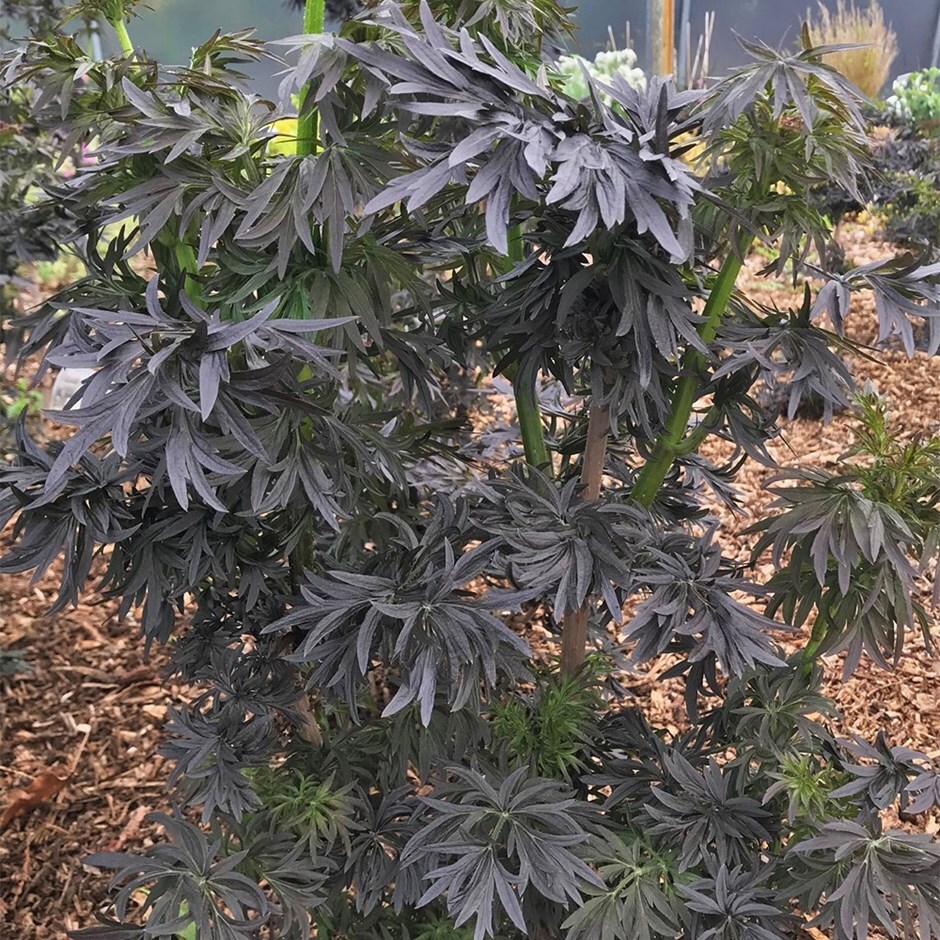 black elder (syn. Sambucus nigra f. porphyrophylla 'Snr1292')