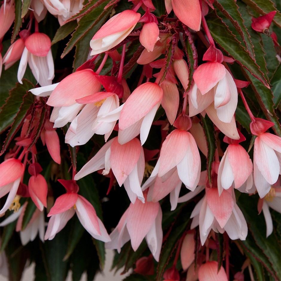 begonia