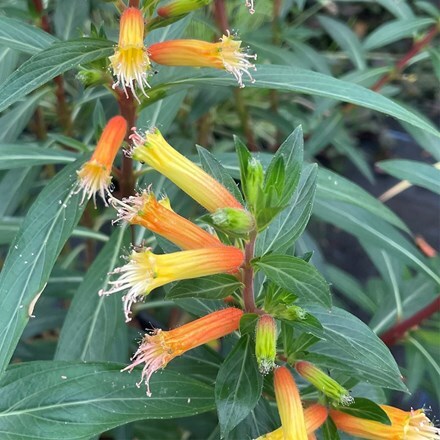 Cuphea ignea Victores