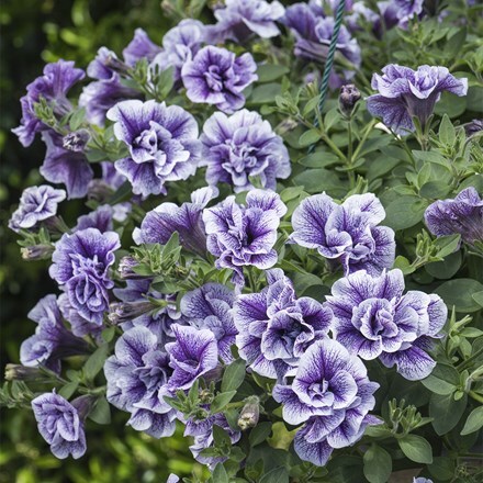 Petunia Tumbelina Priscilla Pro