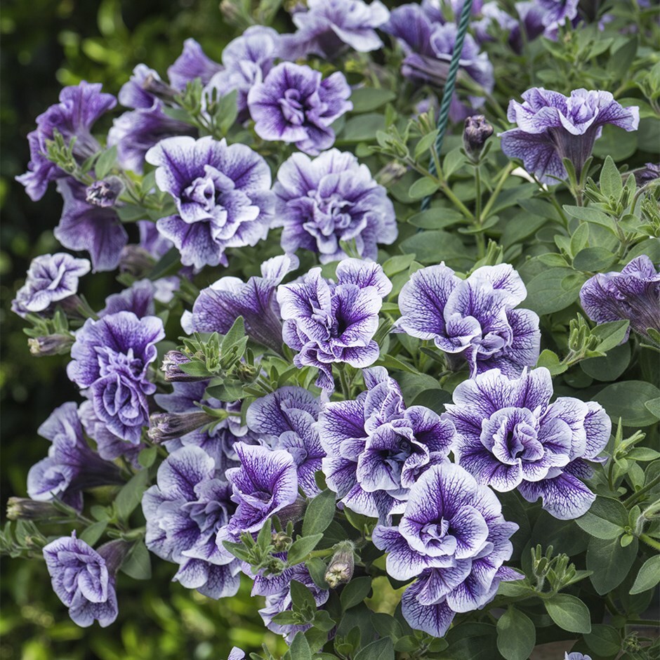 petunia