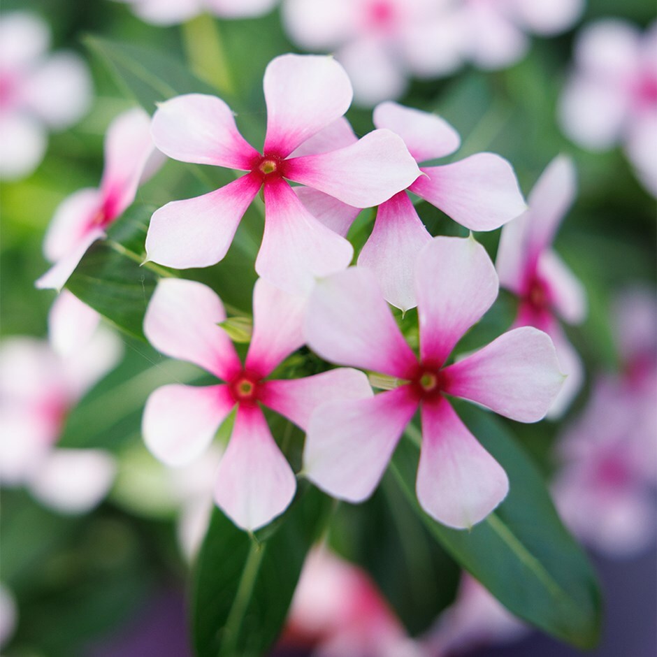 Catharanthus