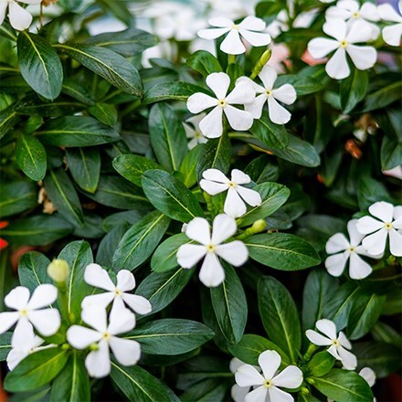 periwinkle Soiree White
