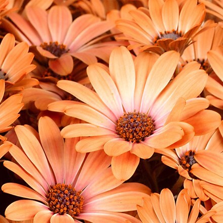 Osteospermum Gelato Apricot (PBR)