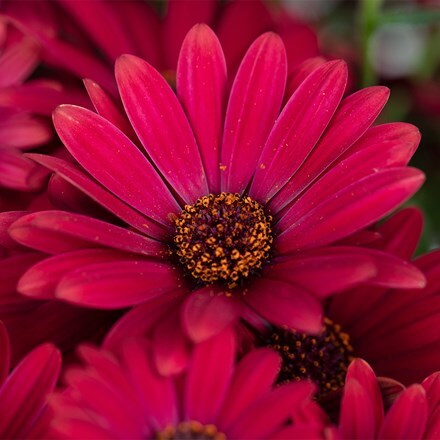 Osteospermum Gelato Cranberry (PBR)