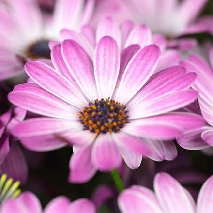 Osteospermum Gelato Pink Surprise (PBR)