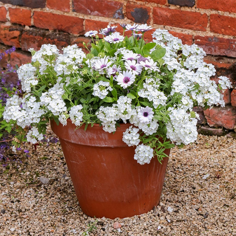 Forever white container plant collection