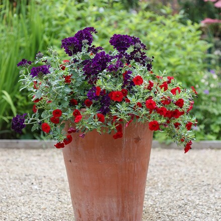 Royal flush container plant collection