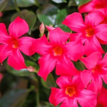 Mandevilla Sundaville Fashion Pink ('Sunpa 4411') (Sundaville Series)