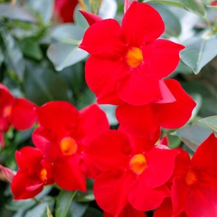 Mandevilla Sundaville Fashion Red ('Sunpa 316') (Sundaville Series)