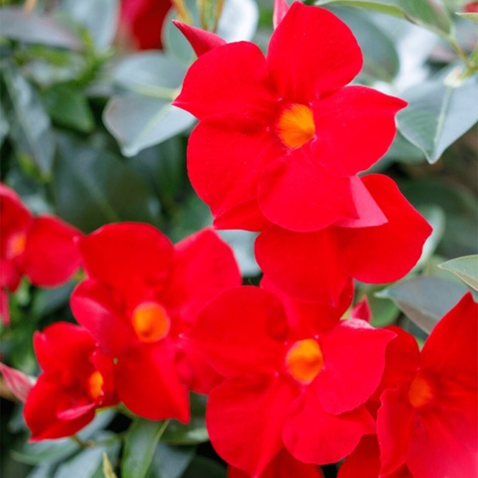 dipladenia