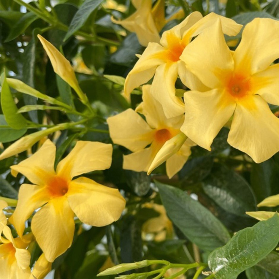 dipladenia