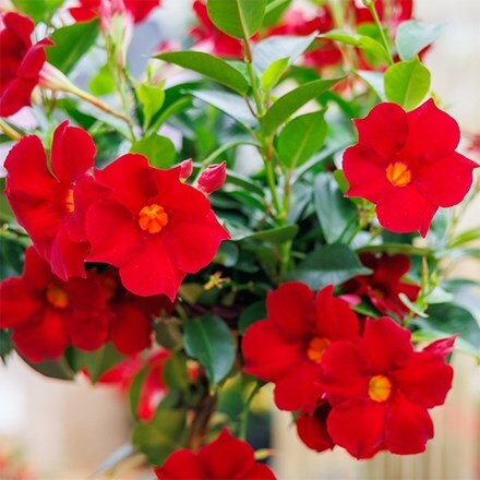Mandevilla Sundaville Topper Red Yellow Eye ('Sunpa 1935') (Sundaville Series)