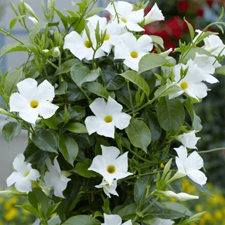 Mandevilla Sundaville White ('Sunparacoho') (Sundaville Series)