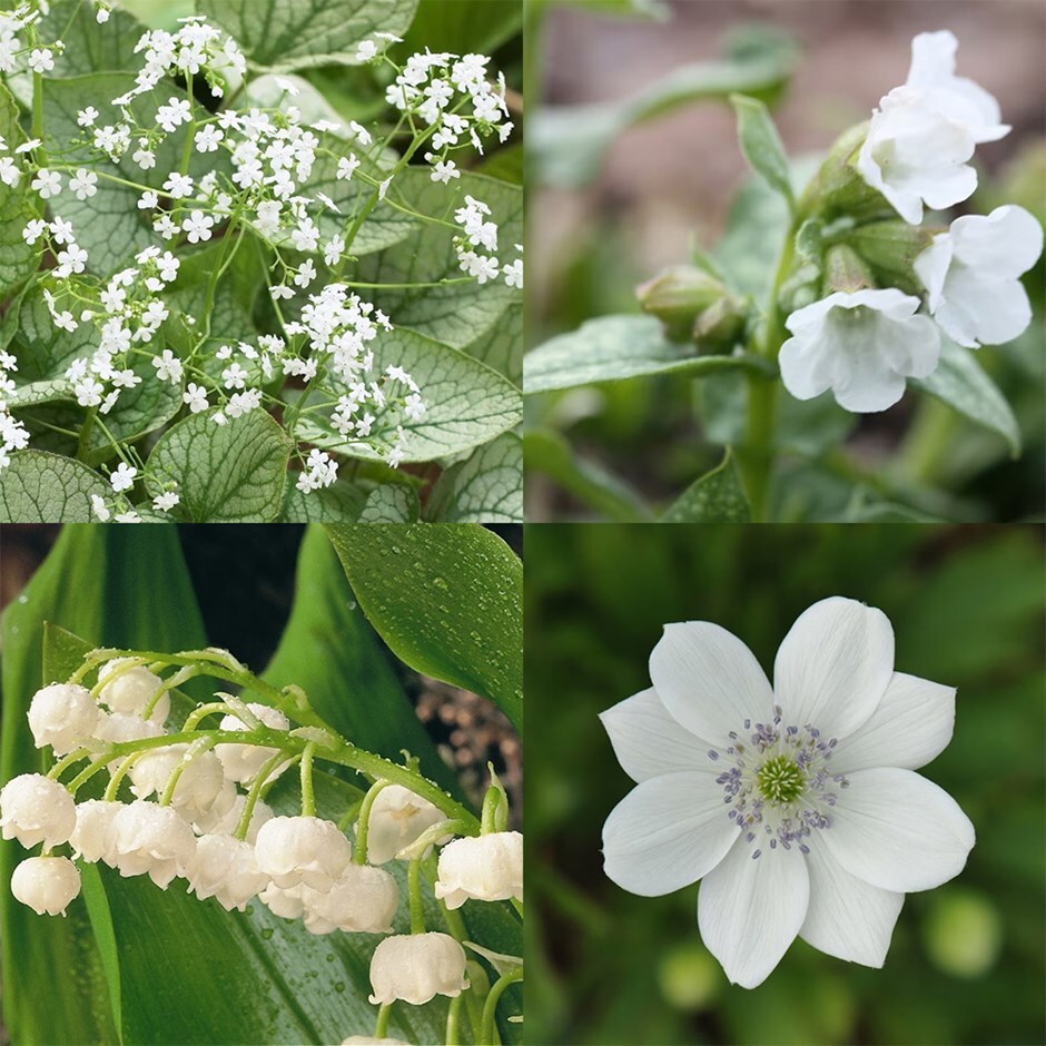 White woodland mini-border collection
