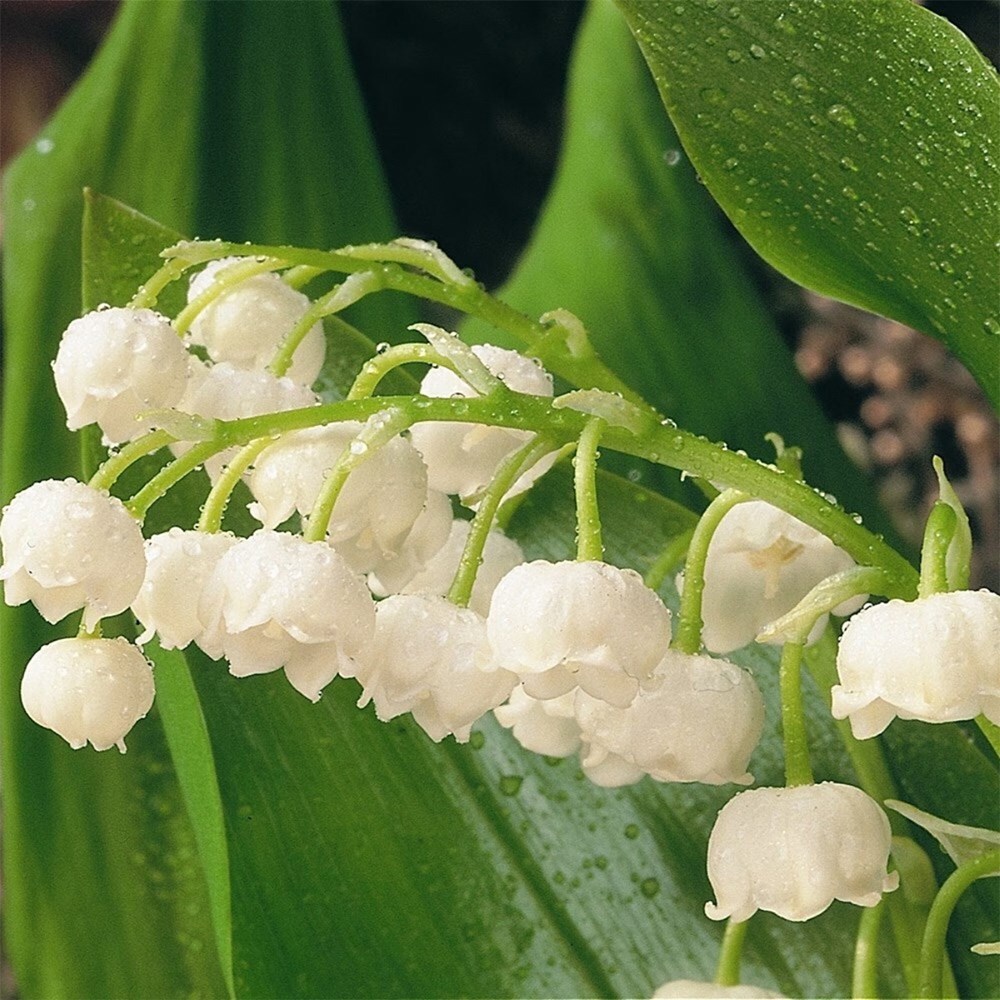 White woodland mini-border collection