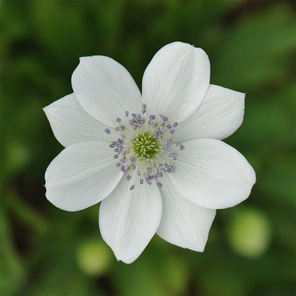White woodland mini-border collection
