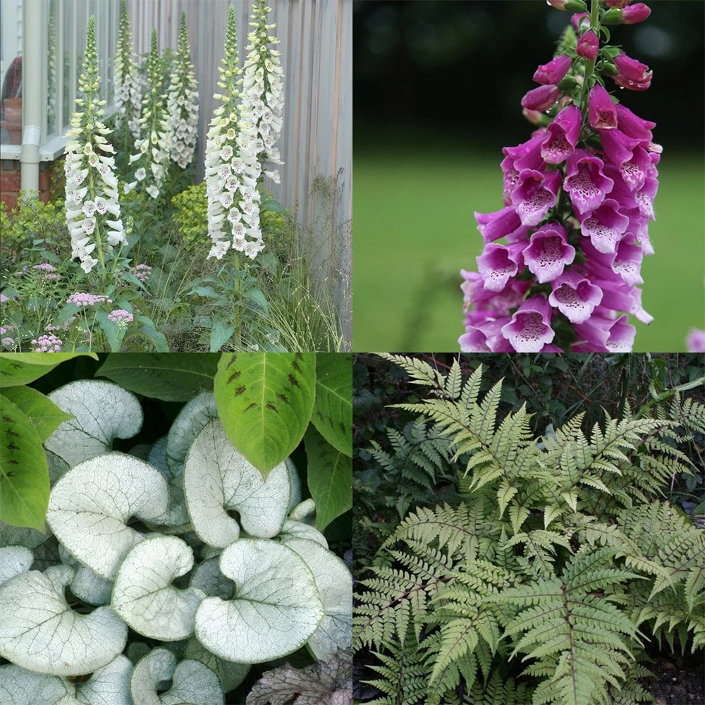 Light up a shady corner mini-border collection