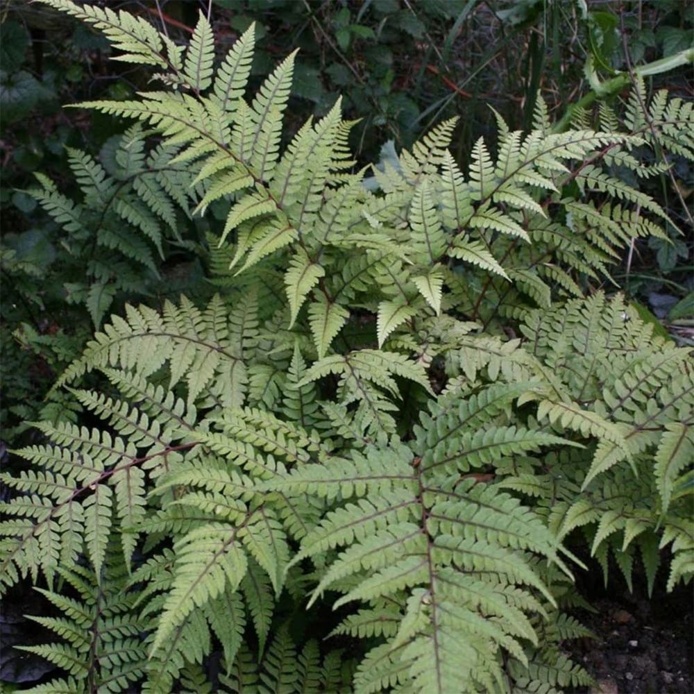 Light up a shady corner mini-border collection