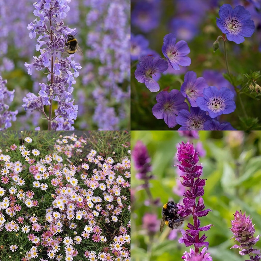 Evening sky pollinator mini-border collection