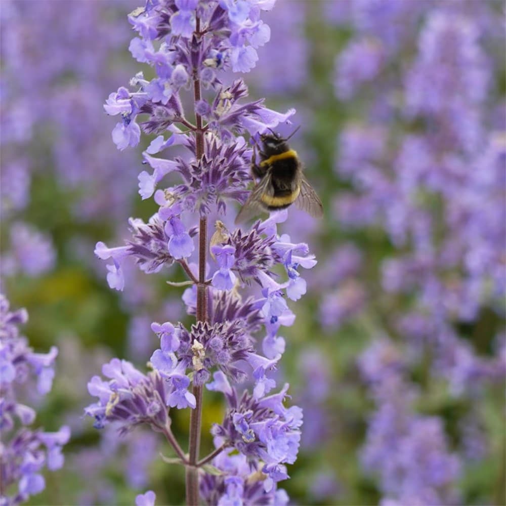 Evening sky pollinator mini-border collection