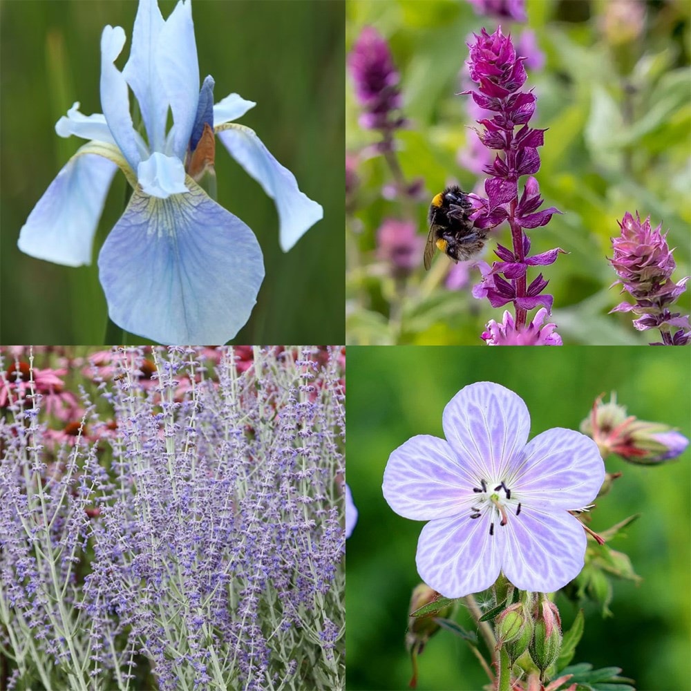 Pollinator's blue mini border collection