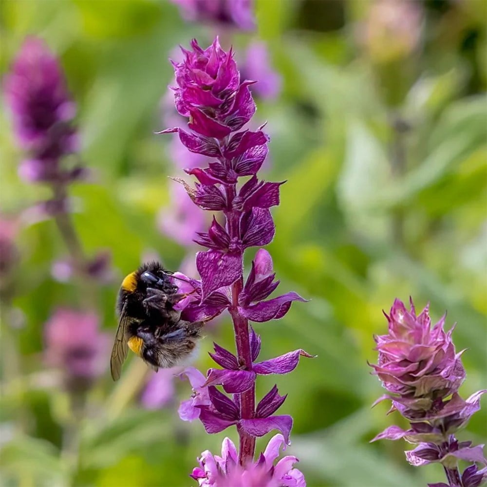 Pollinator's blue mini border collection