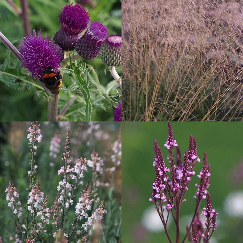 Amethyst spires mini-border collection