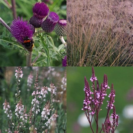 Amethyst spires mini-border collection
