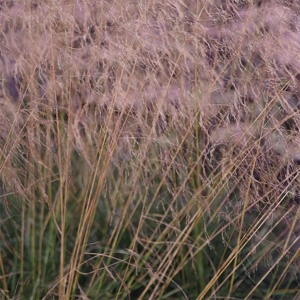 Amethyst spires mini-border collection