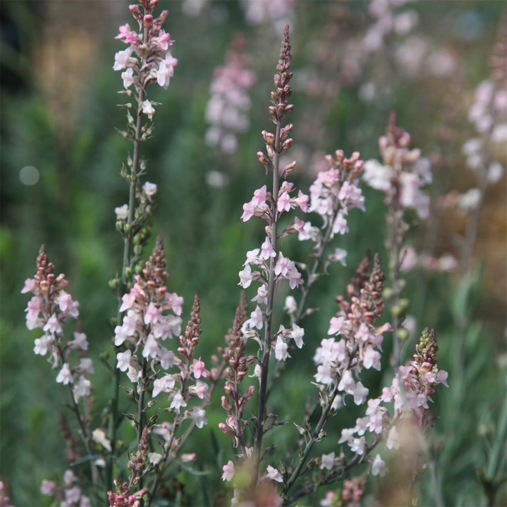 Amethyst spires mini-border collection