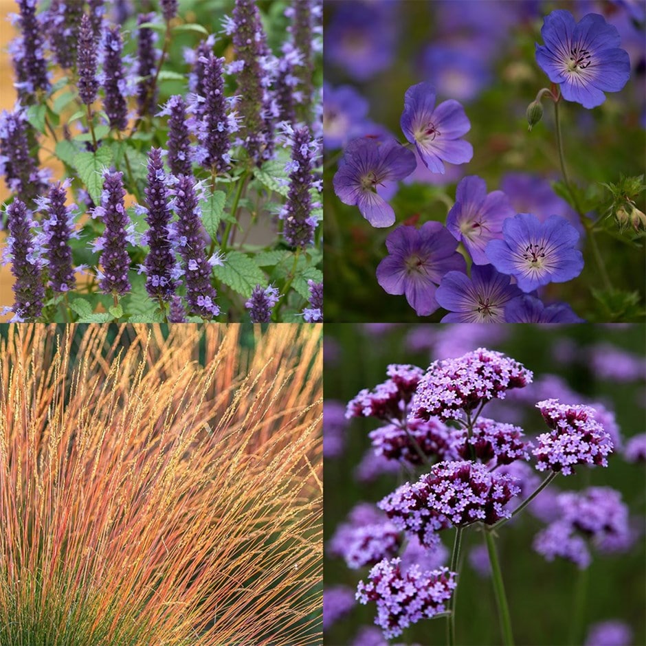 Long flowering moody blues mini-border collection