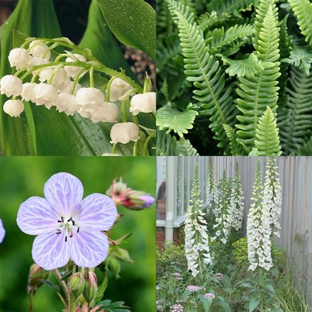 Tom's Chelsea Woodland Sanctuary mini-border collection 'Cool & calm'