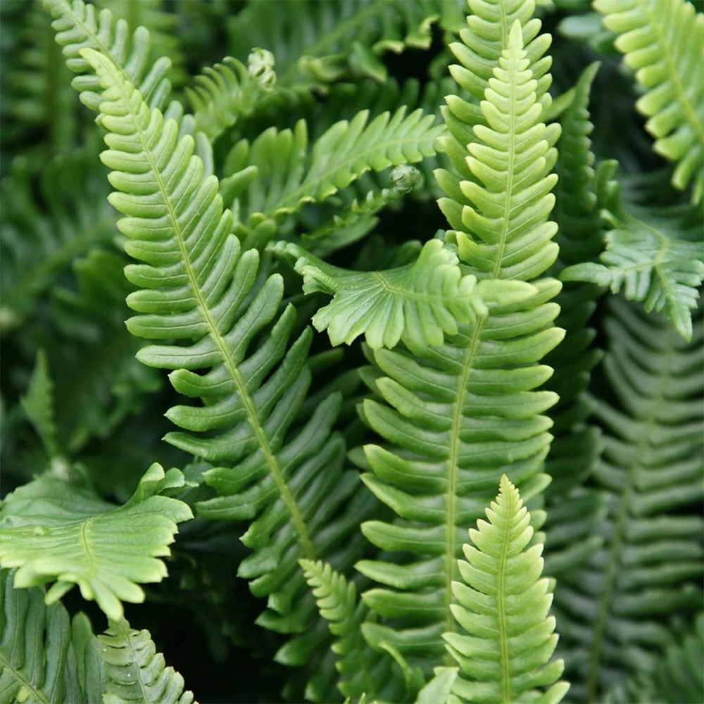 Tom's Chelsea Woodland Sanctuary mini-border collection 'Cool & Calm'