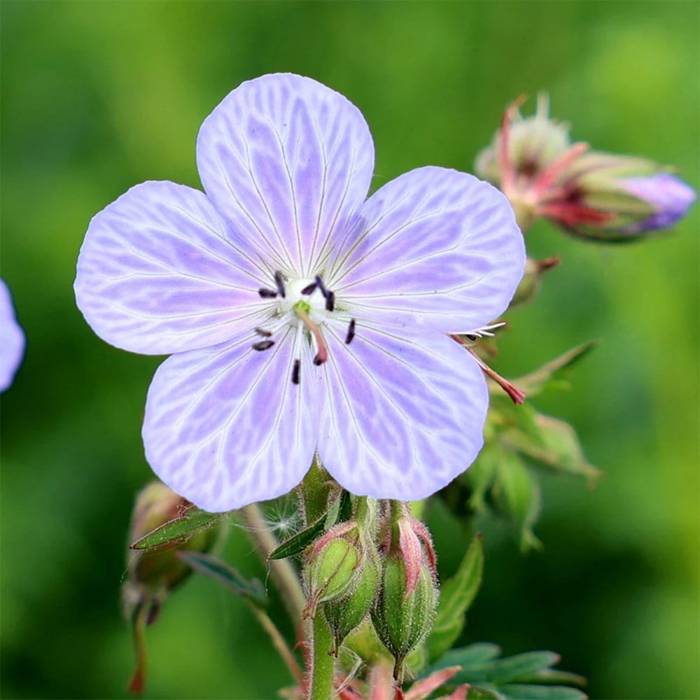 Tom's Chelsea Woodland Sanctuary mini-border collection 'Cool & Calm'