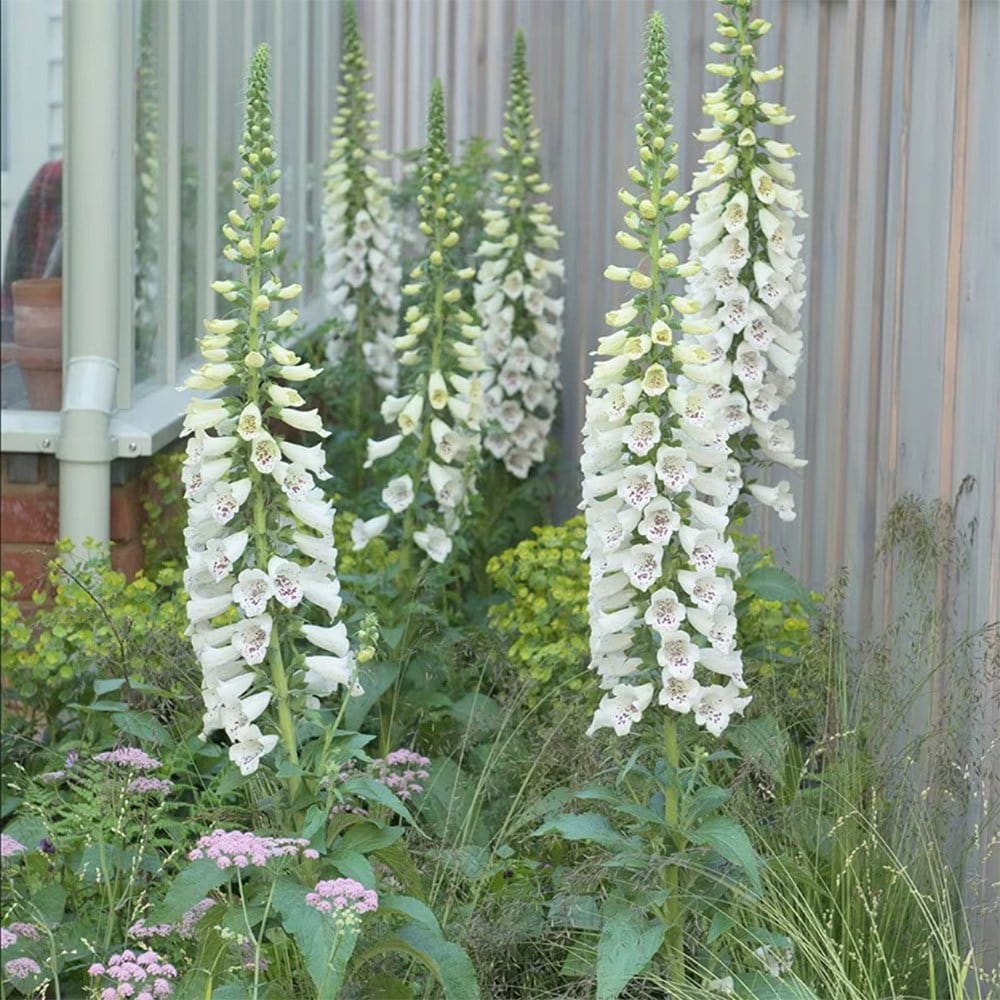 Tom's Chelsea Woodland Sanctuary mini-border collection 'Cool & Calm'