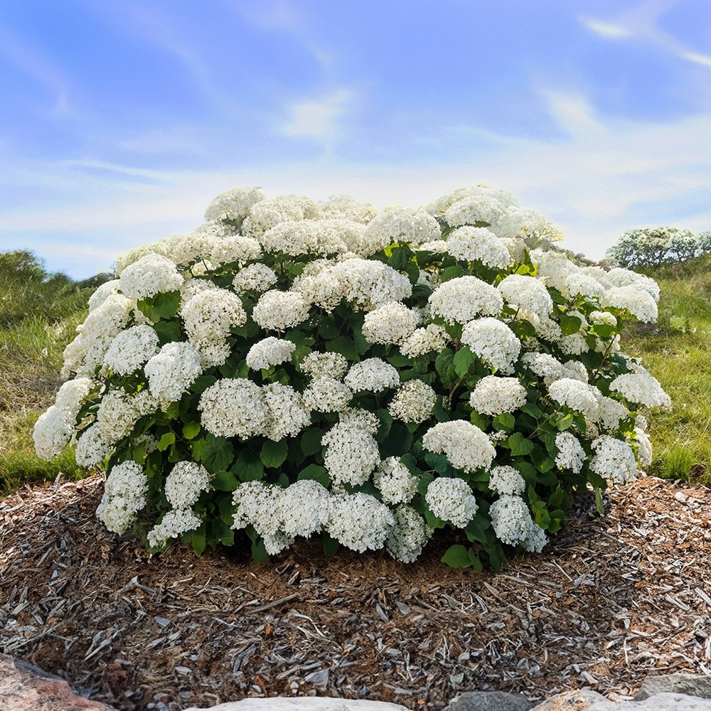 <i>Hydrangea arborescens</i> <b class=small-caps>FlowerWOW</b> (´BALful´) (PBR)
