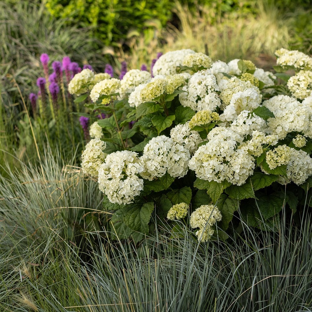 <i>Hydrangea arborescens</i> <b class=small-caps>FlowerWOW</b> (´BALful´) (PBR)